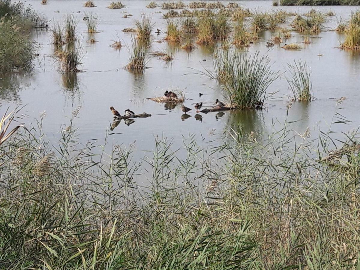 Lo Segador Vendégház El Poble Nou del Delta Kültér fotó
